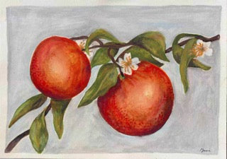 Orange Blossoms